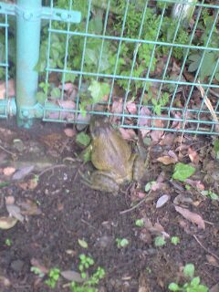 ファイル 1094-1.jpg